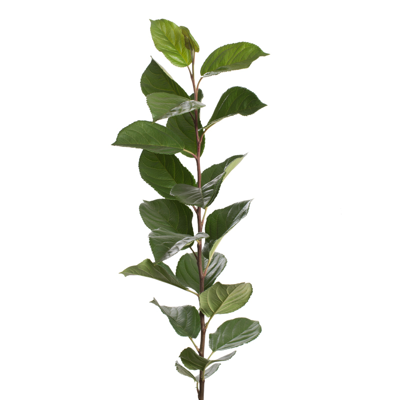 Rootstock Apple Geneva® 202