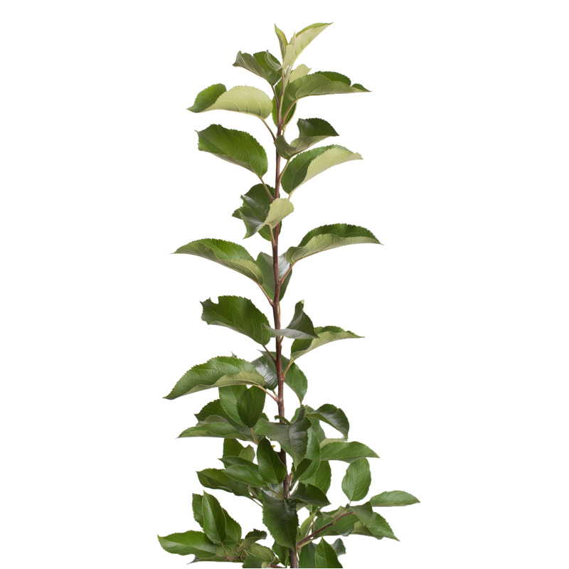 Rootstock Apple Geneva® 41