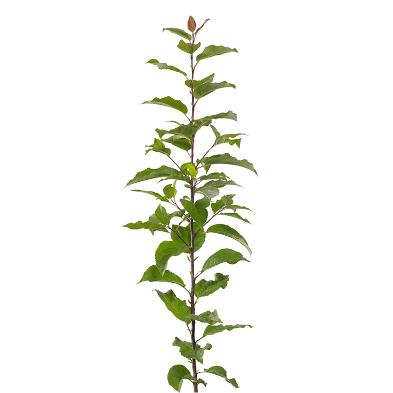 Rootstock Apple Geneva® 890