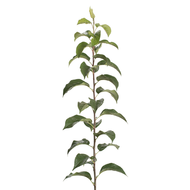 Rootstock Apple Geneva® 935