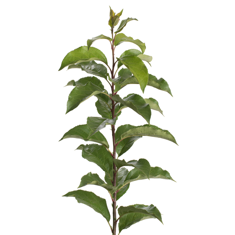 Rootstock Apple Geneva® 969