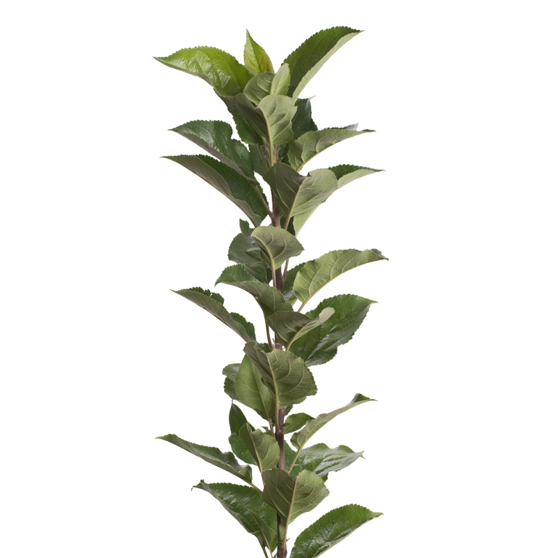 Rootstock Apple NAKB-337/M9 VC