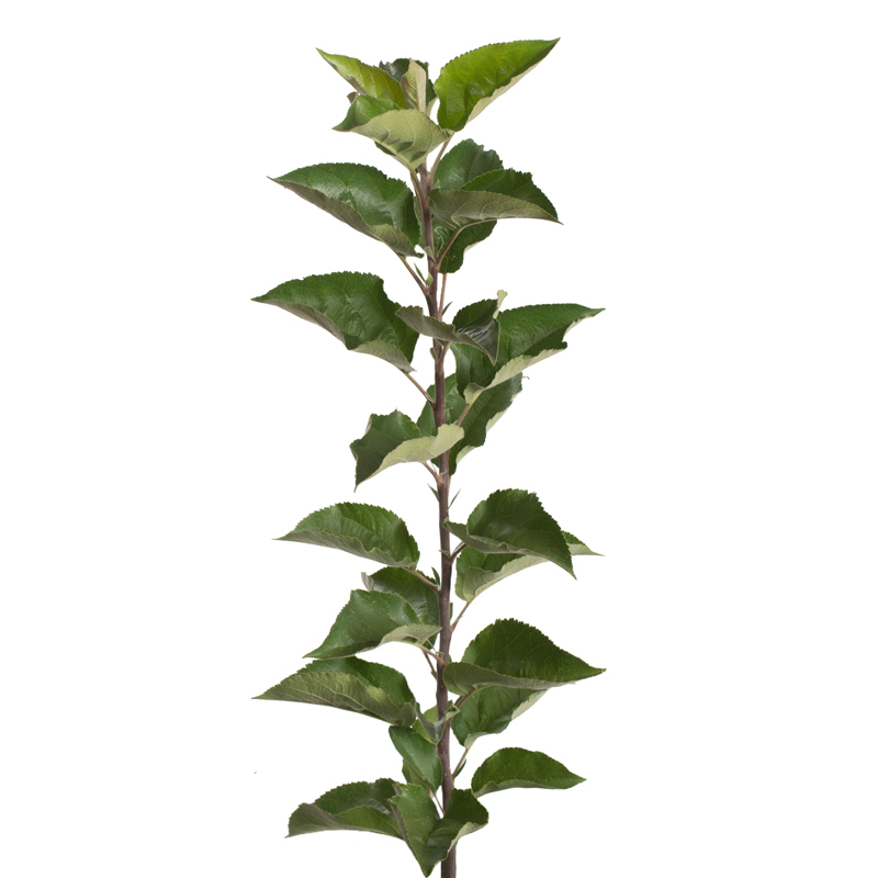 Rootstock Apple P-22