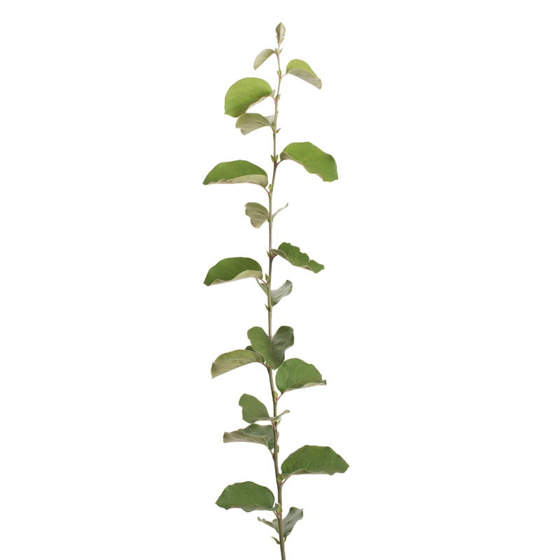 Rootstock Pear Provence Quince BA29C