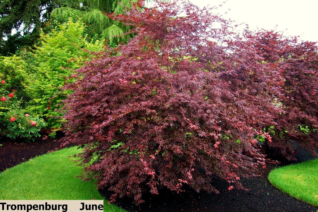 Acer palmatum 'Trompenburg'