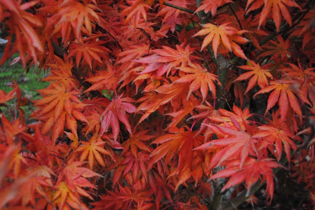 Acer palmatum 'Trompenburg'