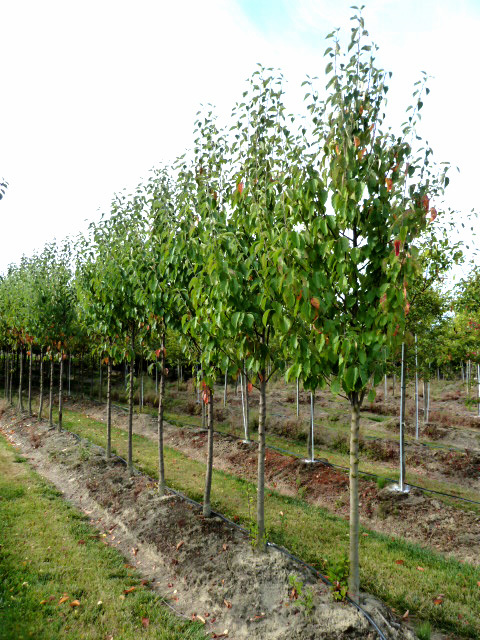 Tschonoski Crabapple