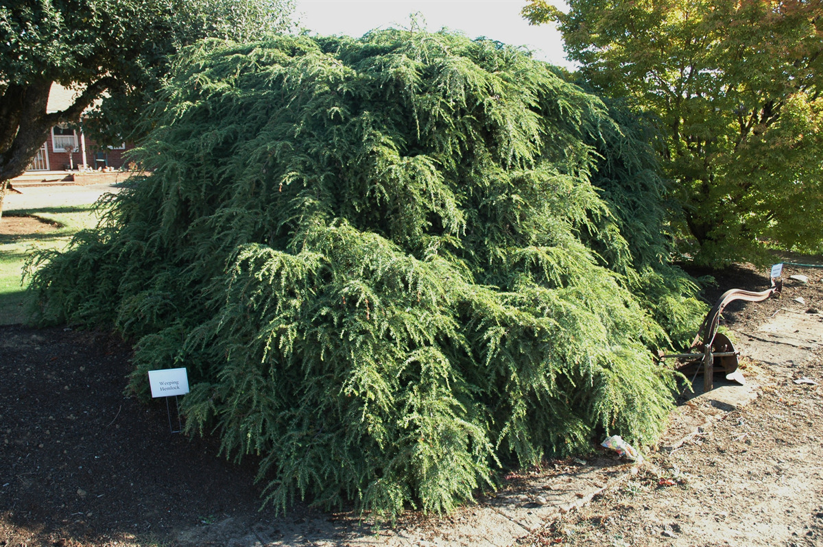 Tsuga canadensis 'Pendula'