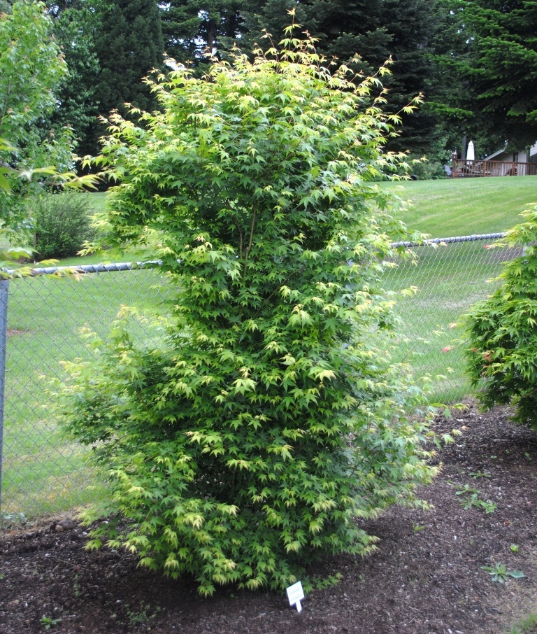 Acer palmatum 'Tsukasa Silhouette'