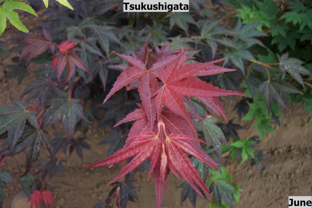 Acer palmatum 'Tsukushigata'