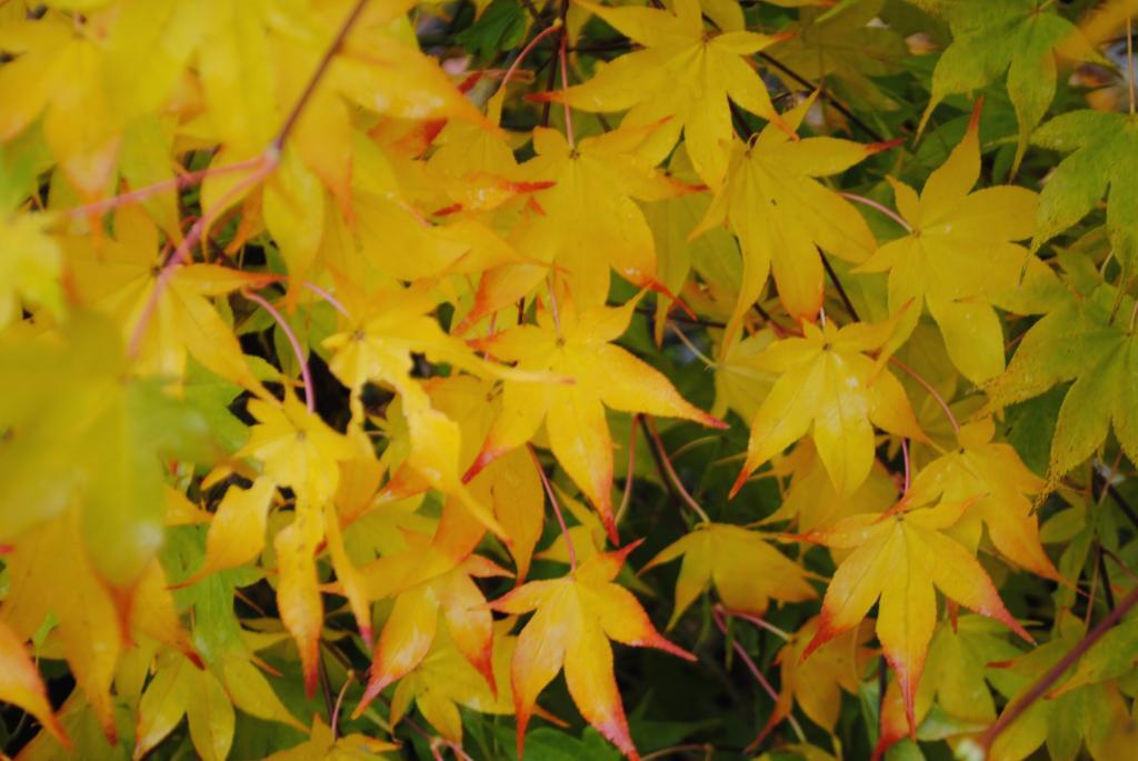 Acer palmatum 'Tsuma-beni'