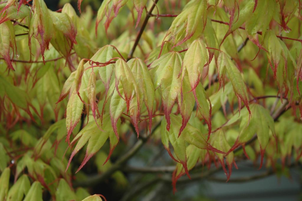 Acer palmatum 'Tsuma-gaki'