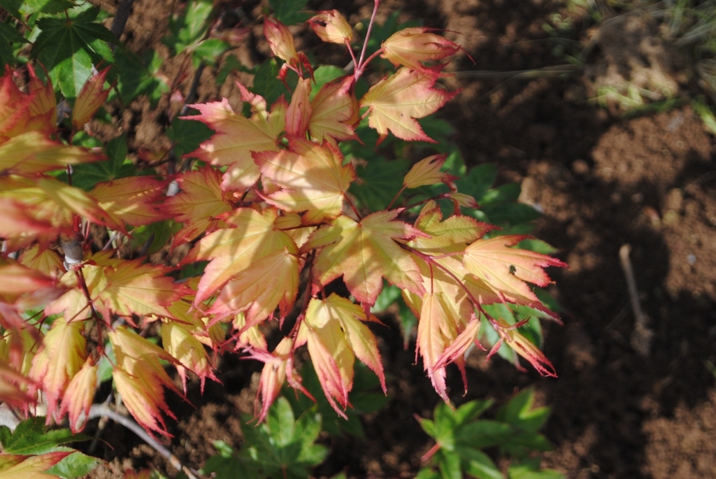 Acer palmatum 'Tsuma-beni'