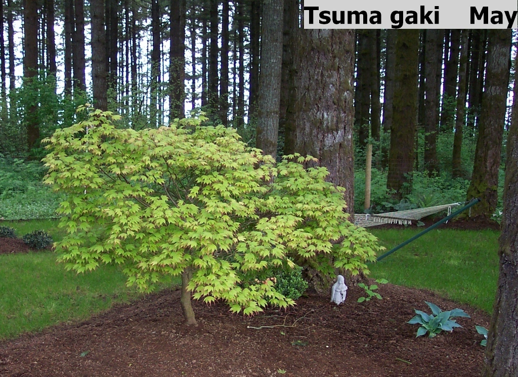 Acer palmatum 'Tsuma-gaki'