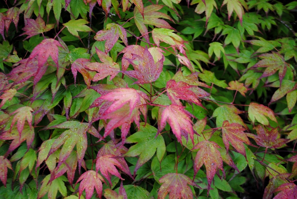 Acer palmatum 'Tsuma-gaki'