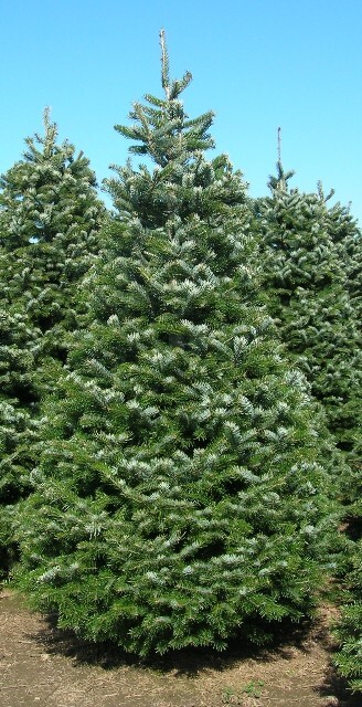 Turkish Fir Christmas Tree