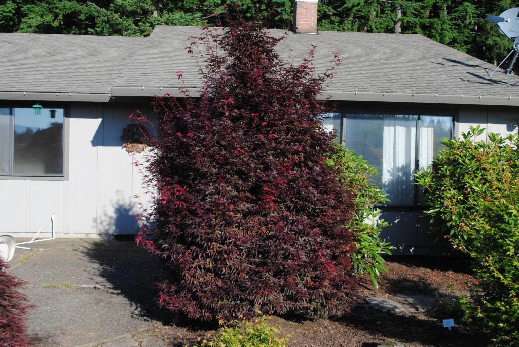Acer palmatum 'Twombly's Red Sentinel'