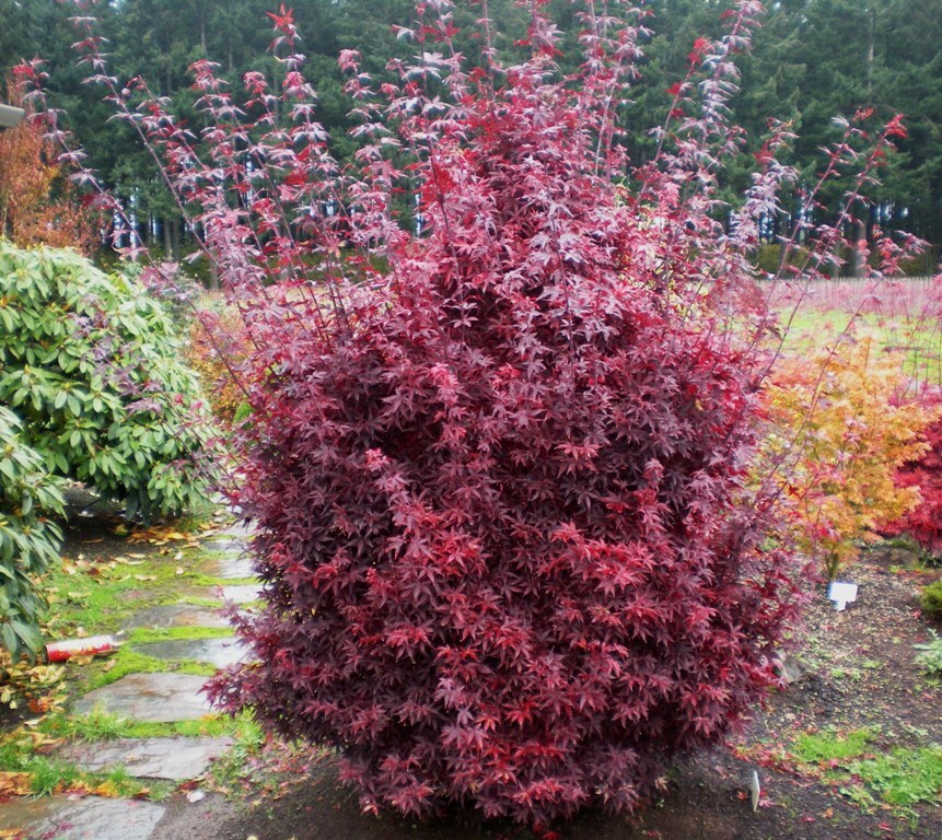 Acer palmatum 'Twombly's Red Sentinel'