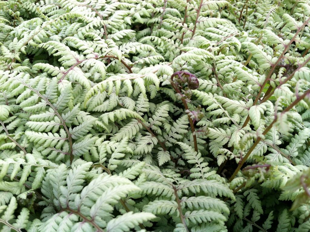 Athyrium x 'Ghost'