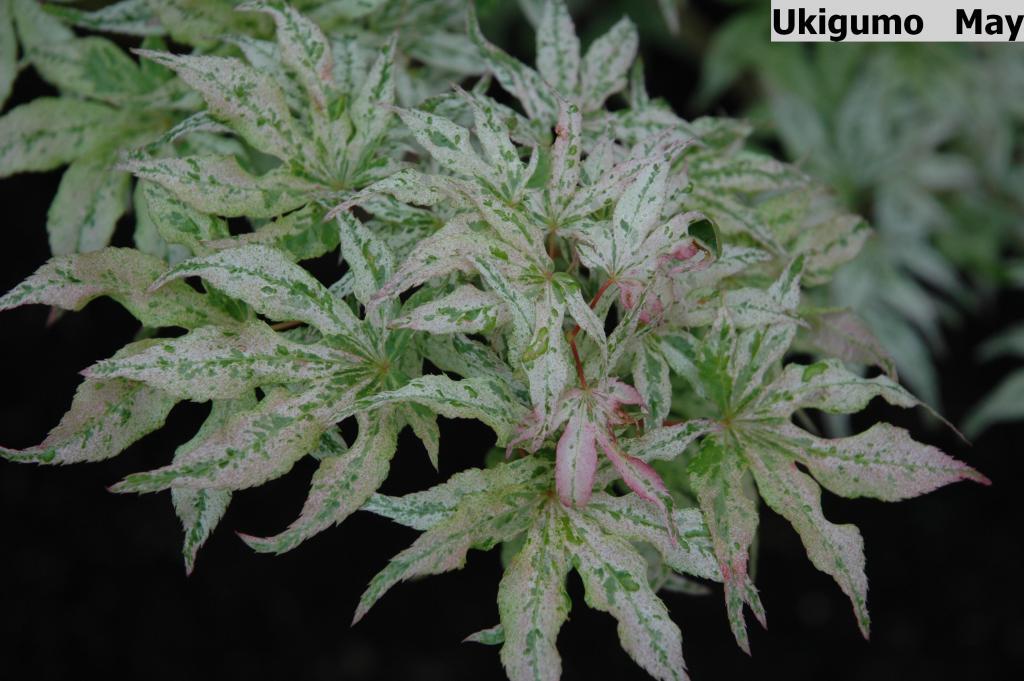 Acer palmatum 'Ukigumo'