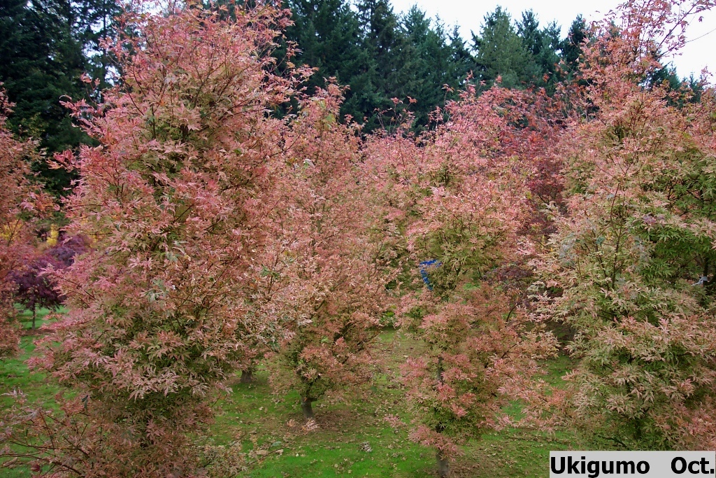Acer palmatum 'Ukigumo'