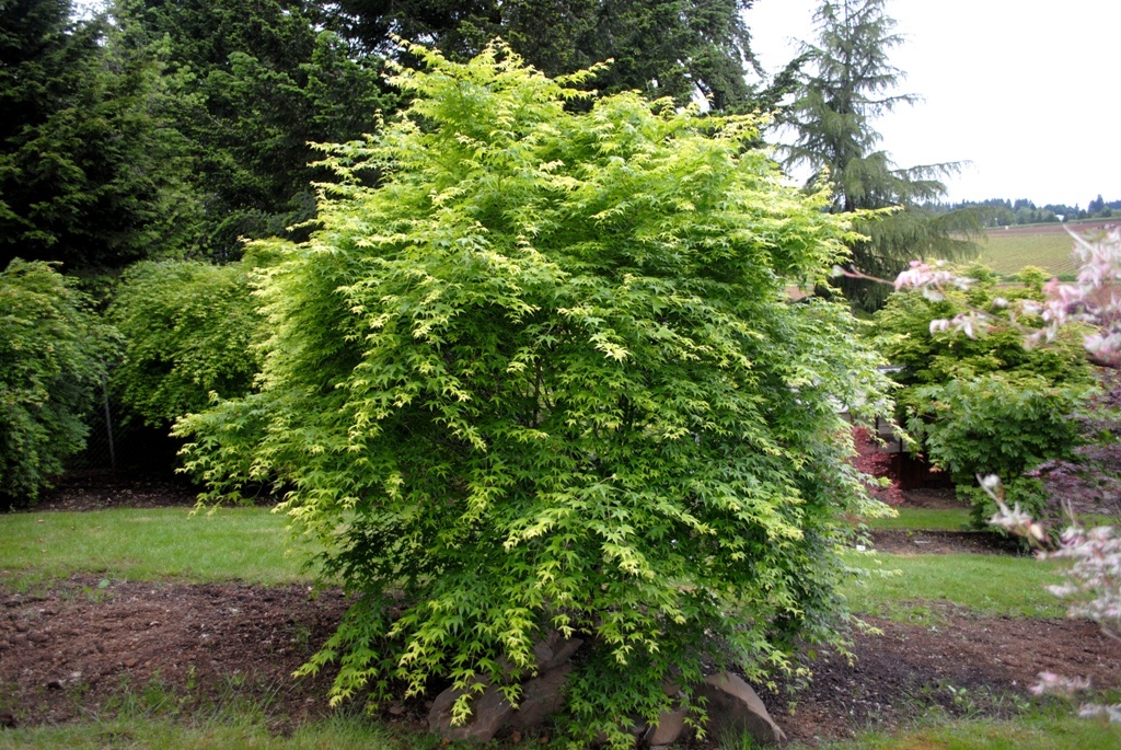 Acer palmatum 'Ukon'