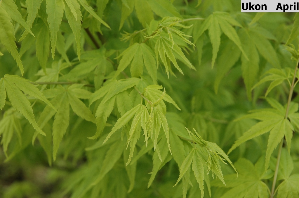 Acer palmatum 'Ukon'