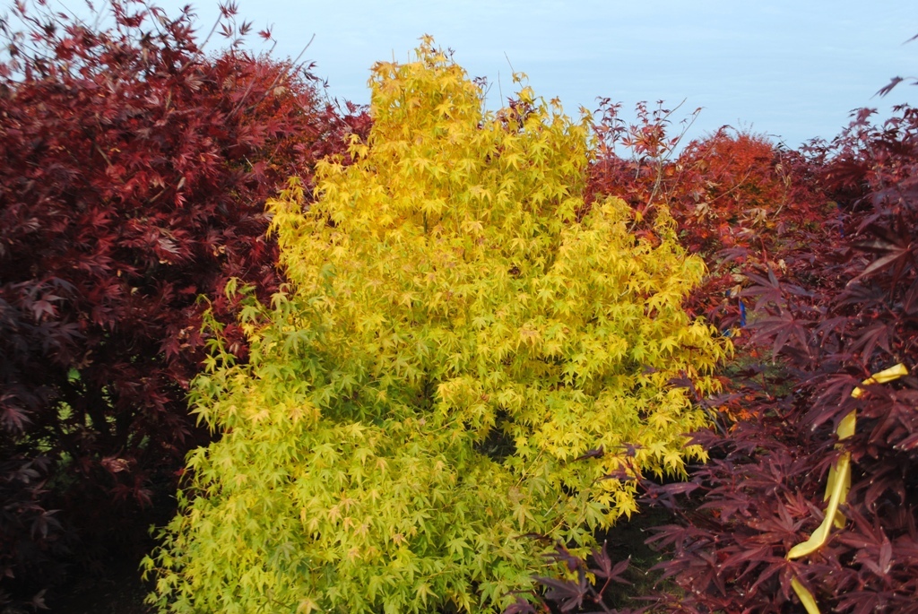 Acer palmatum 'Ukon'