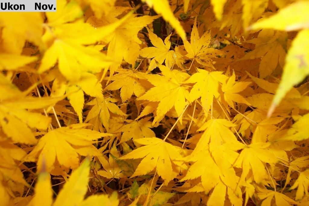Acer palmatum 'Ukon'