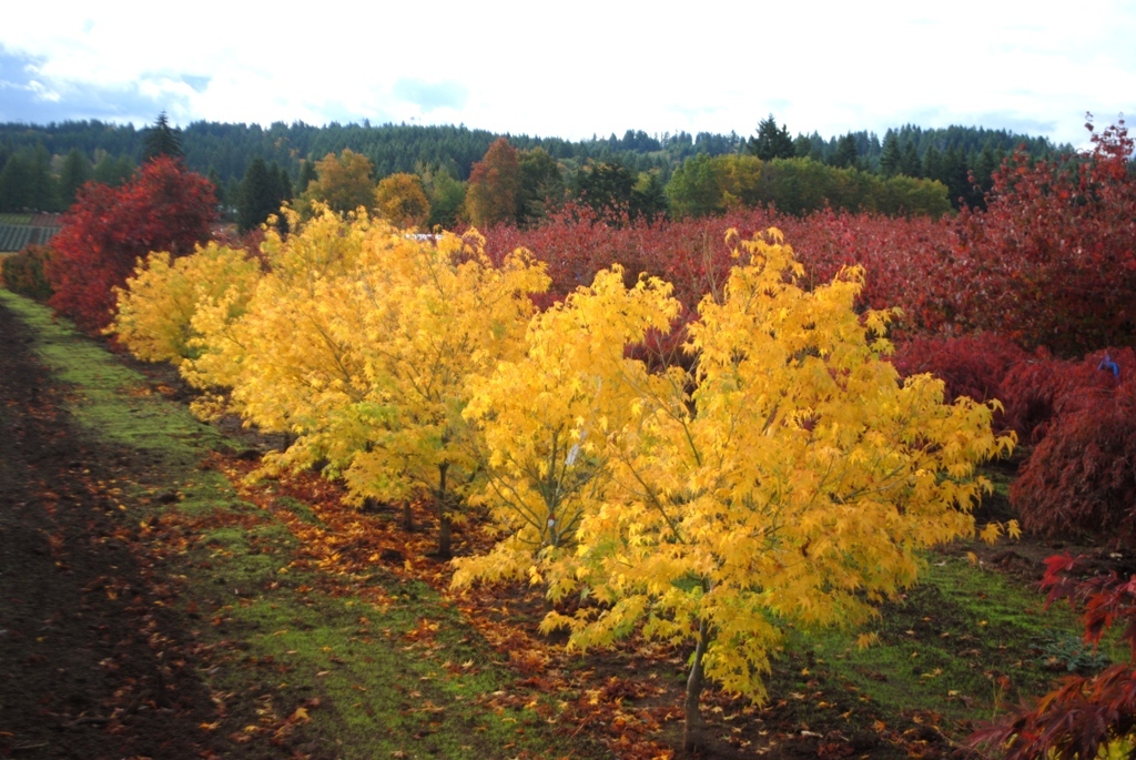Acer palmatum 'Ukon'