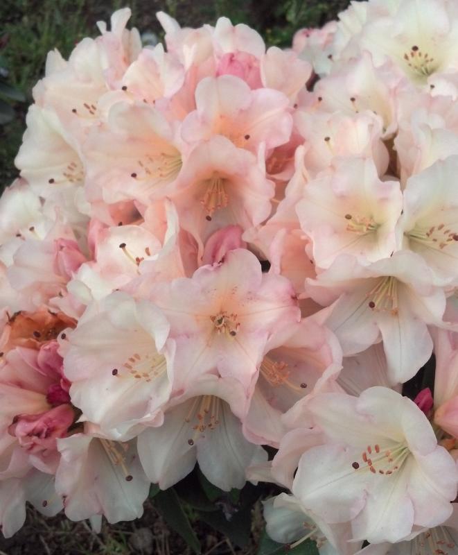 Rhododendron Unique