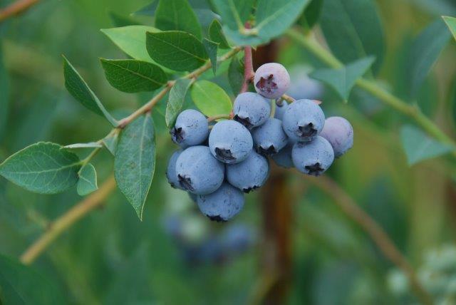 Mini Blues Blueberry