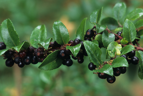 Vaccinium ovatum