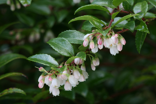 Vaccinium ovatum