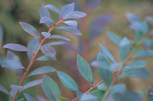 Vaccinium corymbosum 'Sunshine Blue'