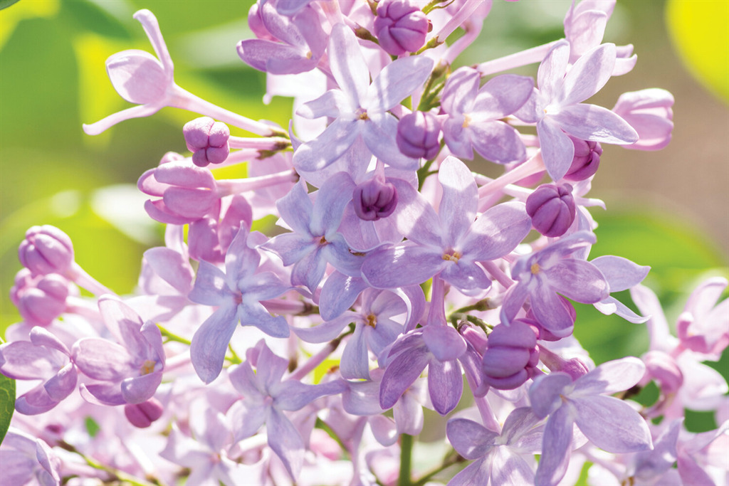 New Age Lavender Lilac