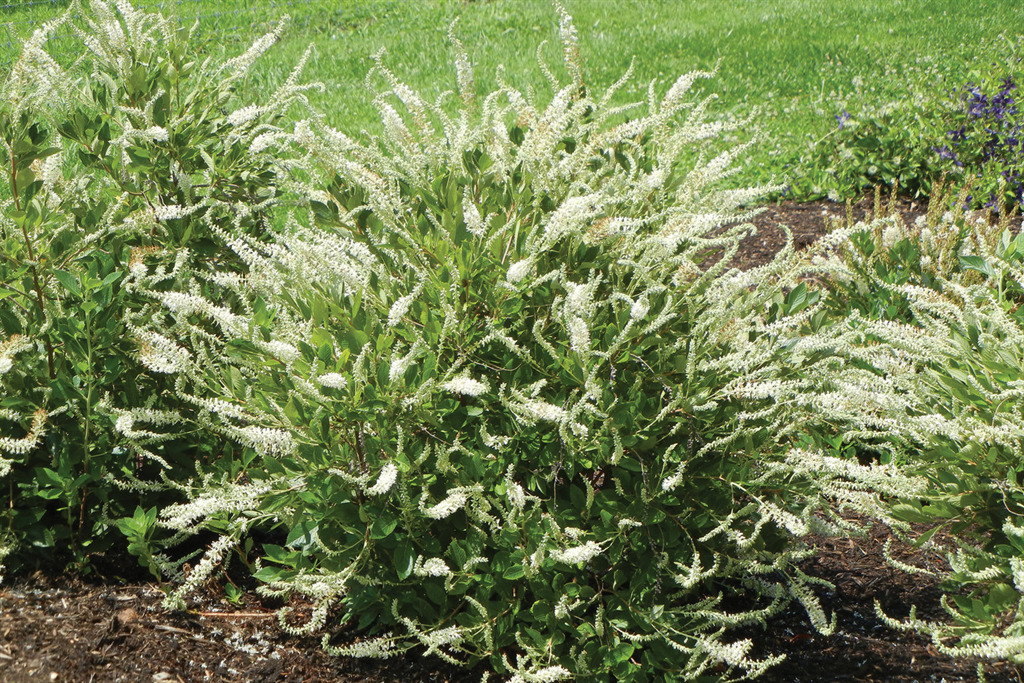 Summer Sparkler Clethra