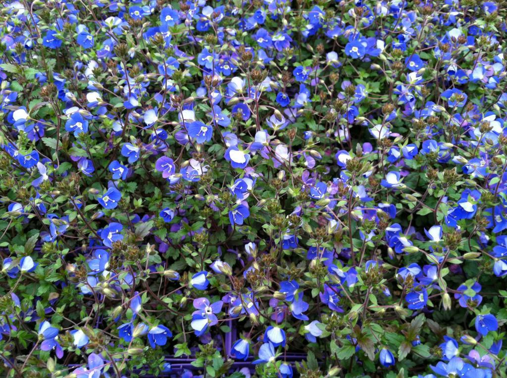 Veronica penduncularis 'Georgia Blue'