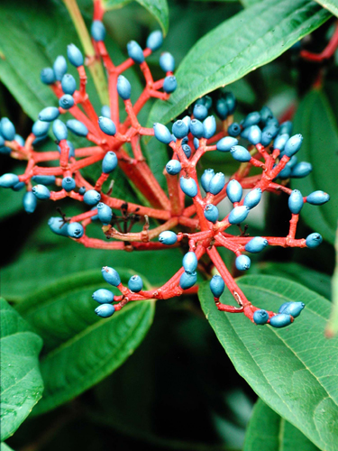 Viburnum davidii