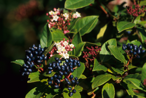 Viburnum tinus 'Spring Bouquet'