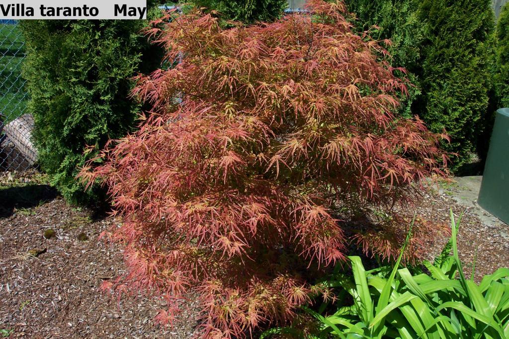 Acer palmatum 'Villa Taranto'
