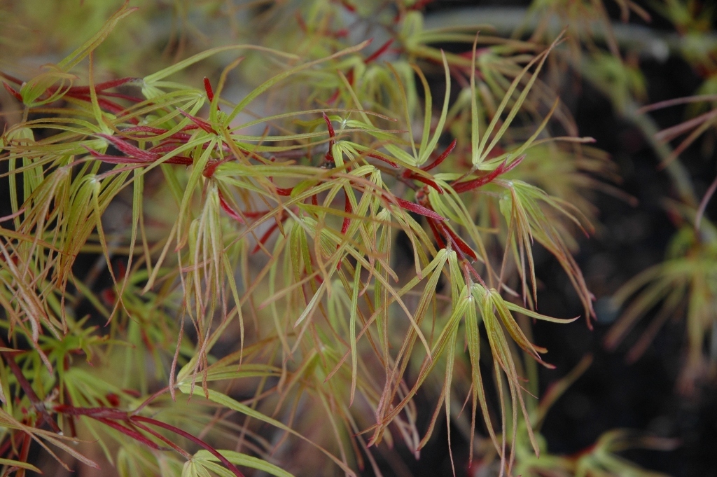 Acer palmatum 'Villa Taranto'