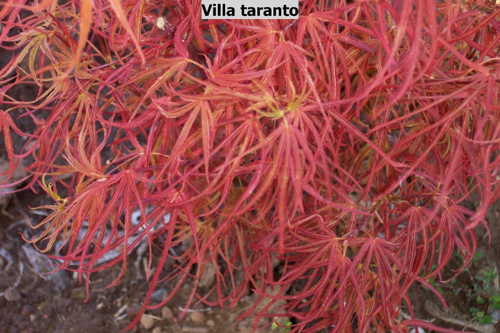 Acer palmatum 'Villa Taranto'