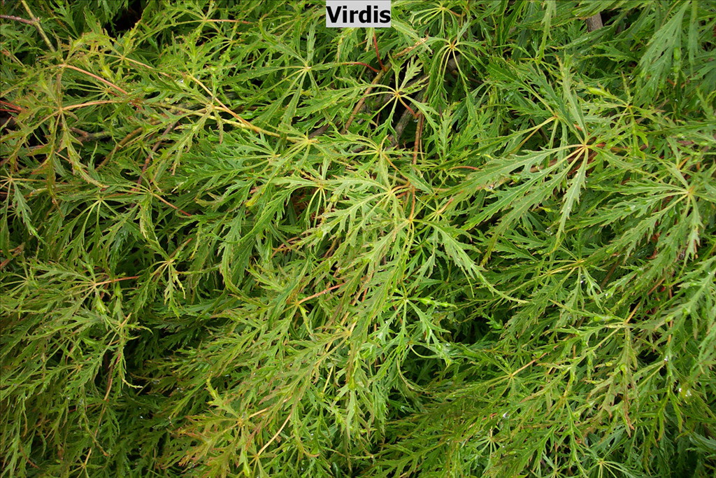 Acer palmatum var. dissectum 'Viridis'