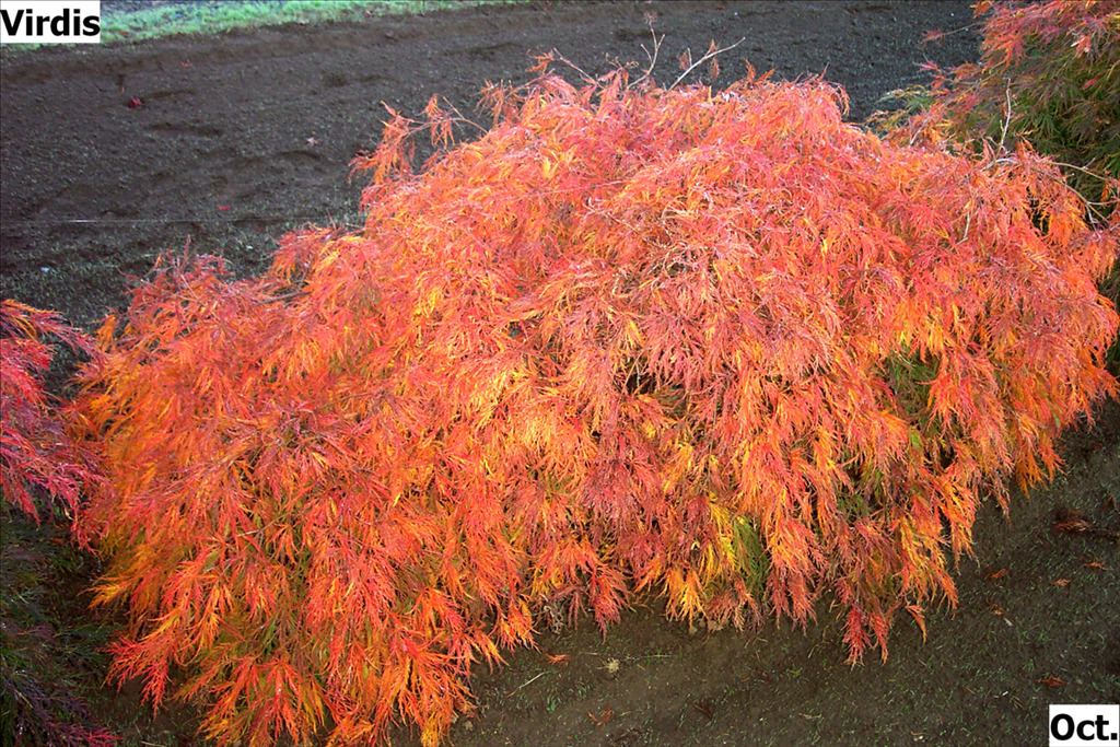 Acer palmatum var. dissectum 'Viridis'