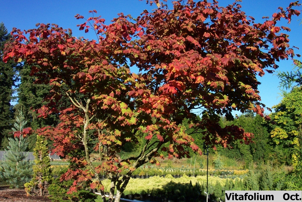 Acer japonicum 'Vitafolium'