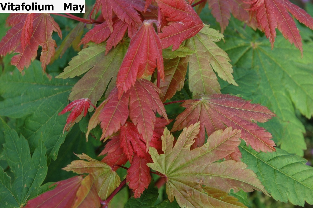 Acer japonicum 'Vitafolium'