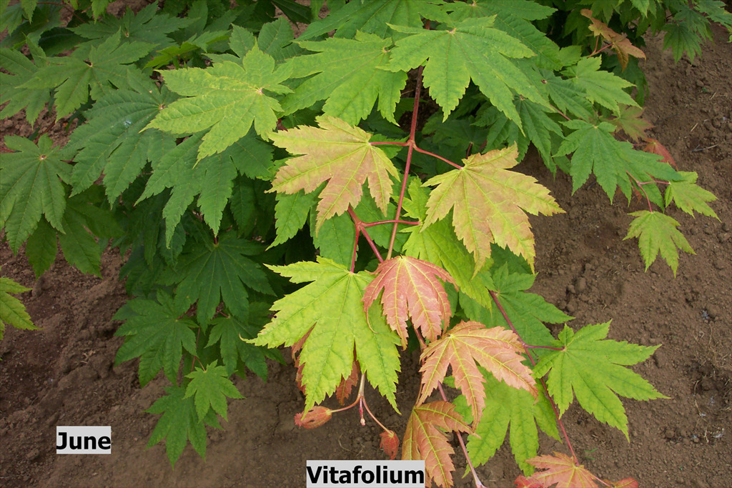 Acer japonicum 'Vitafolium'