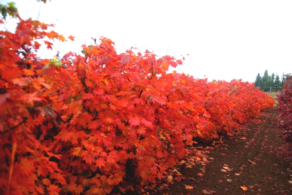 Acer japonicum 'Vitafolium'