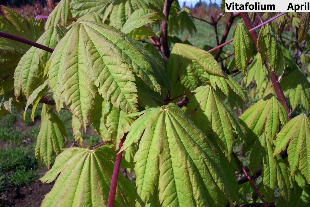 Acer japonicum 'Vitafolium'